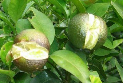 果實(shí)到底為什么會(huì)裂果，原因居然是這些！